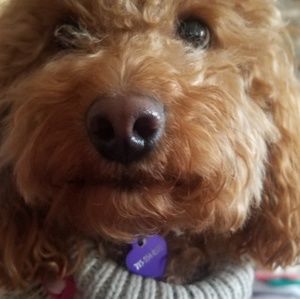 Meet your Posher, Ronnette